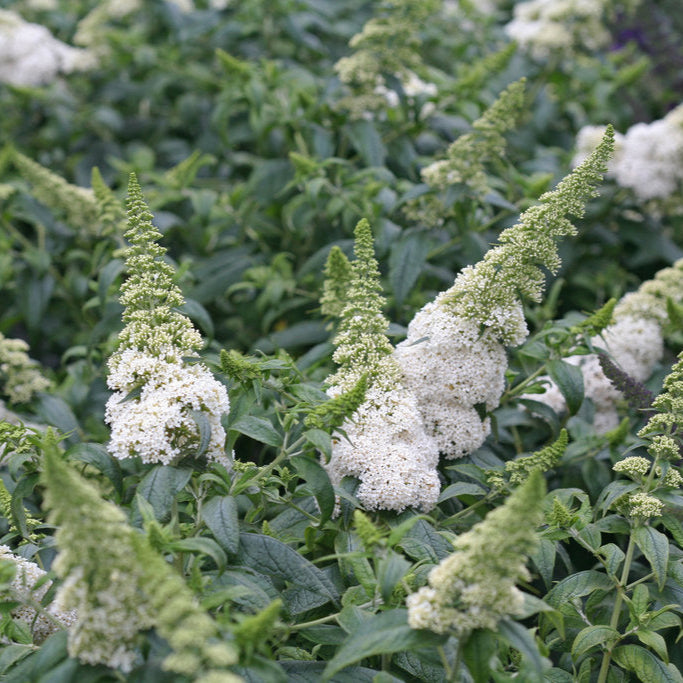 Pugster White® Butterfly Bush