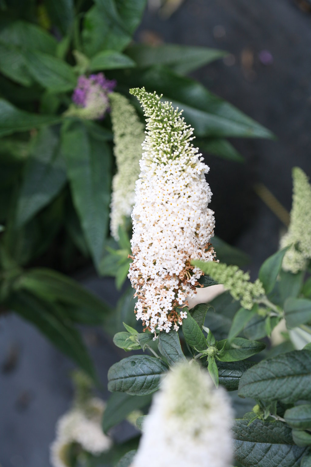 Pugster White® Butterfly Bush
