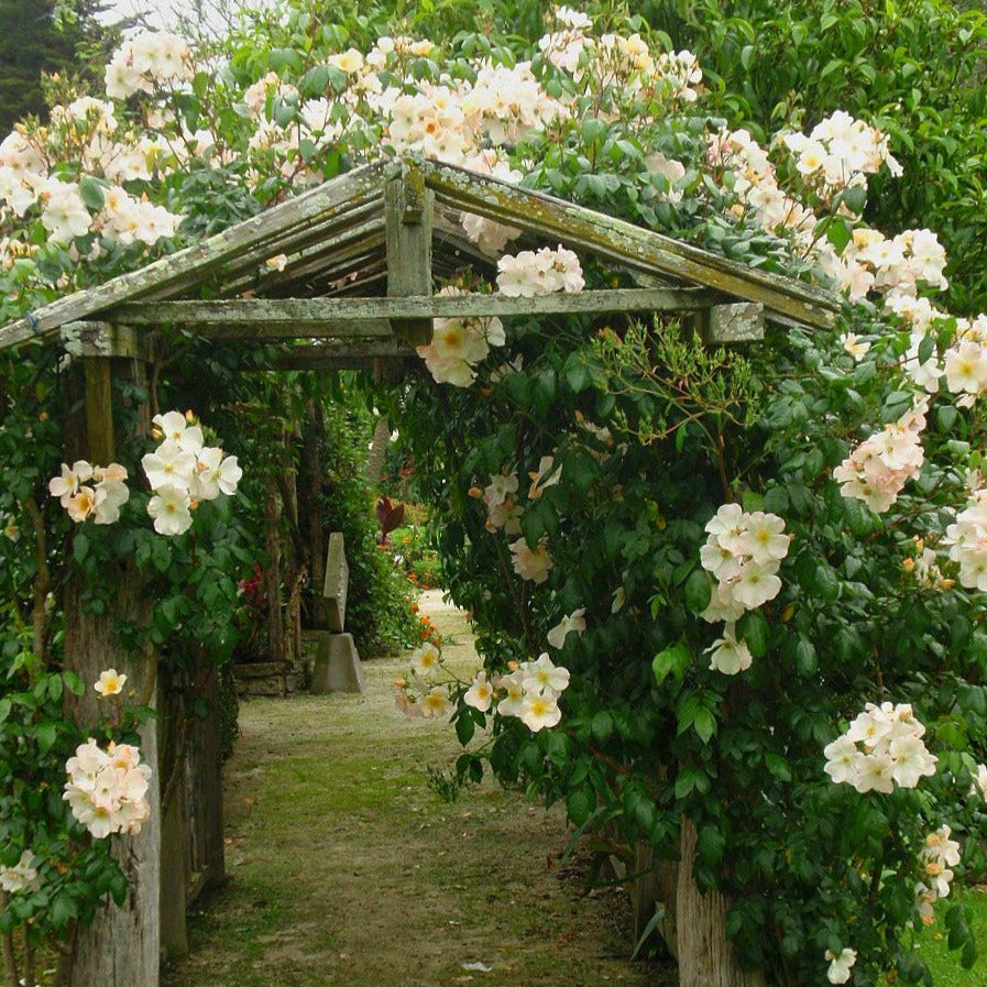 Sally Holmes Climbing Rose