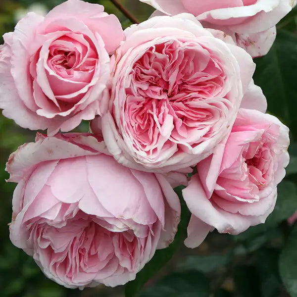 Kiss Me Kate Arborose® Climbing Rose