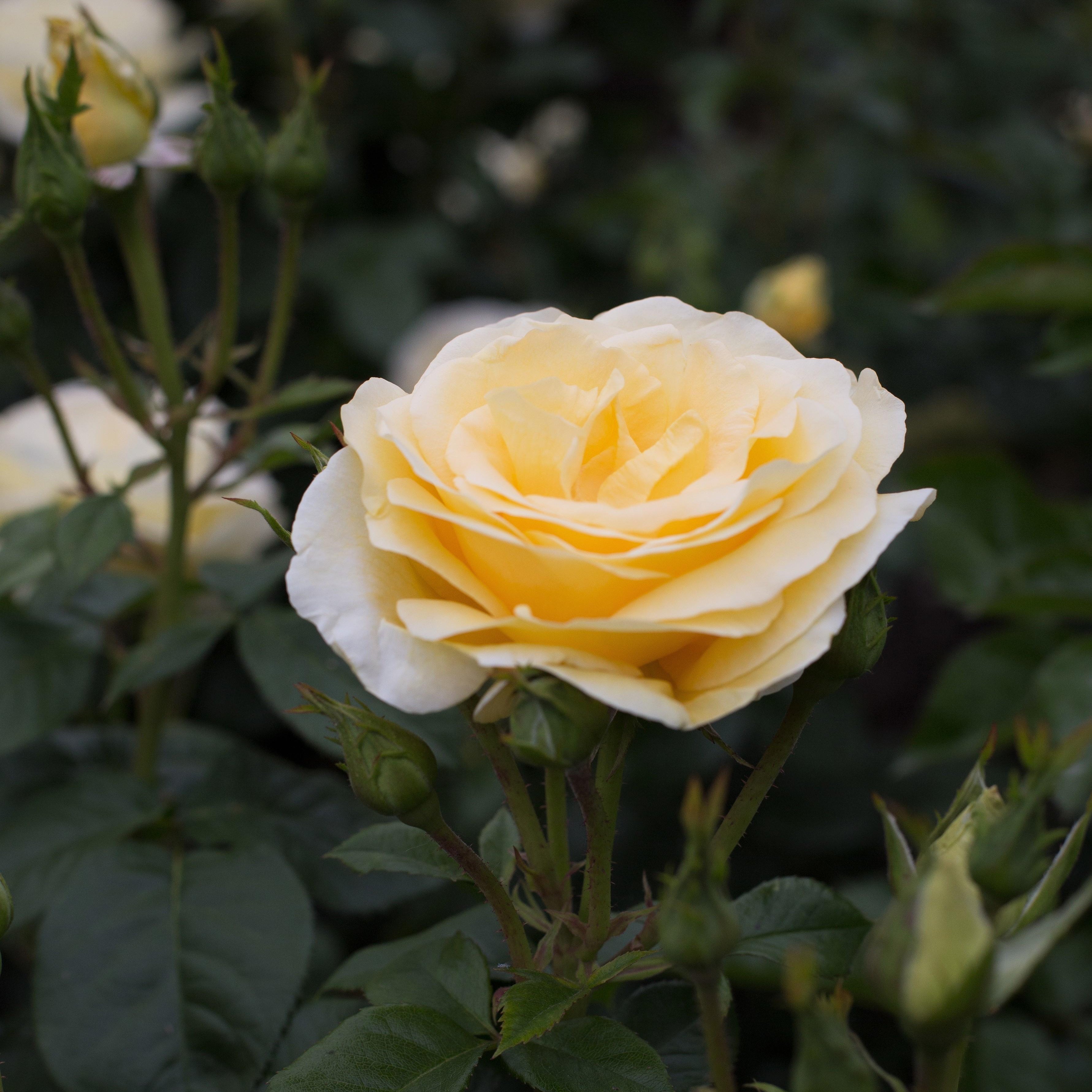 Sunshine Daydream™ Rose