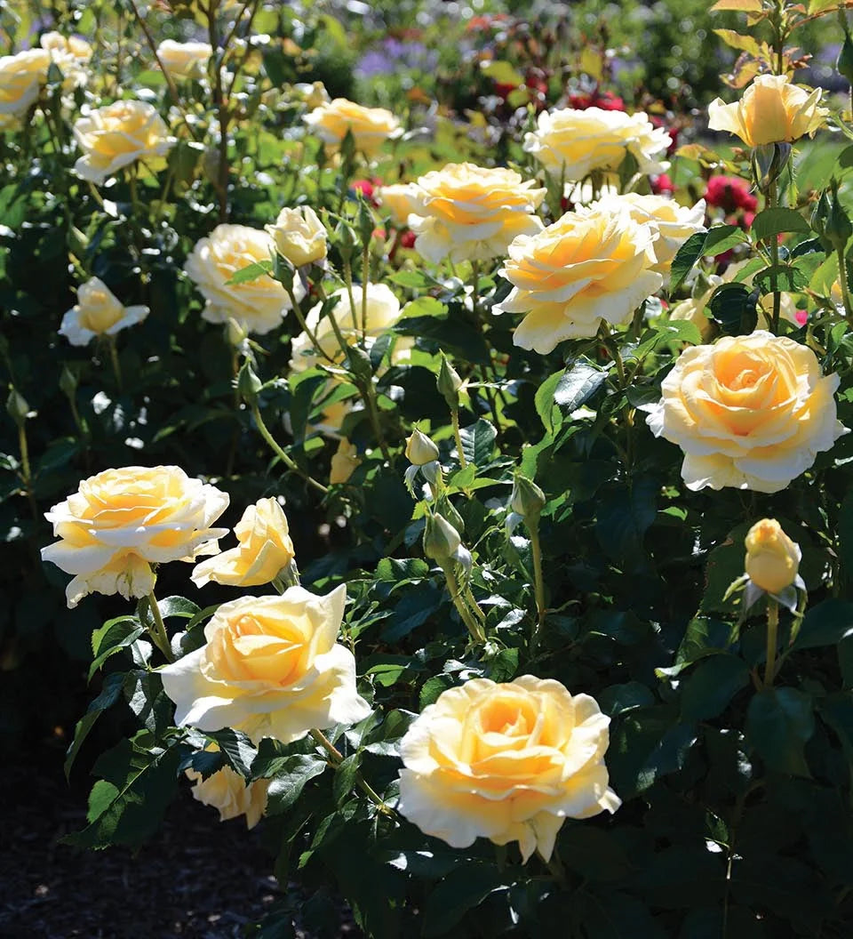 Sunshine Daydream™ Rose