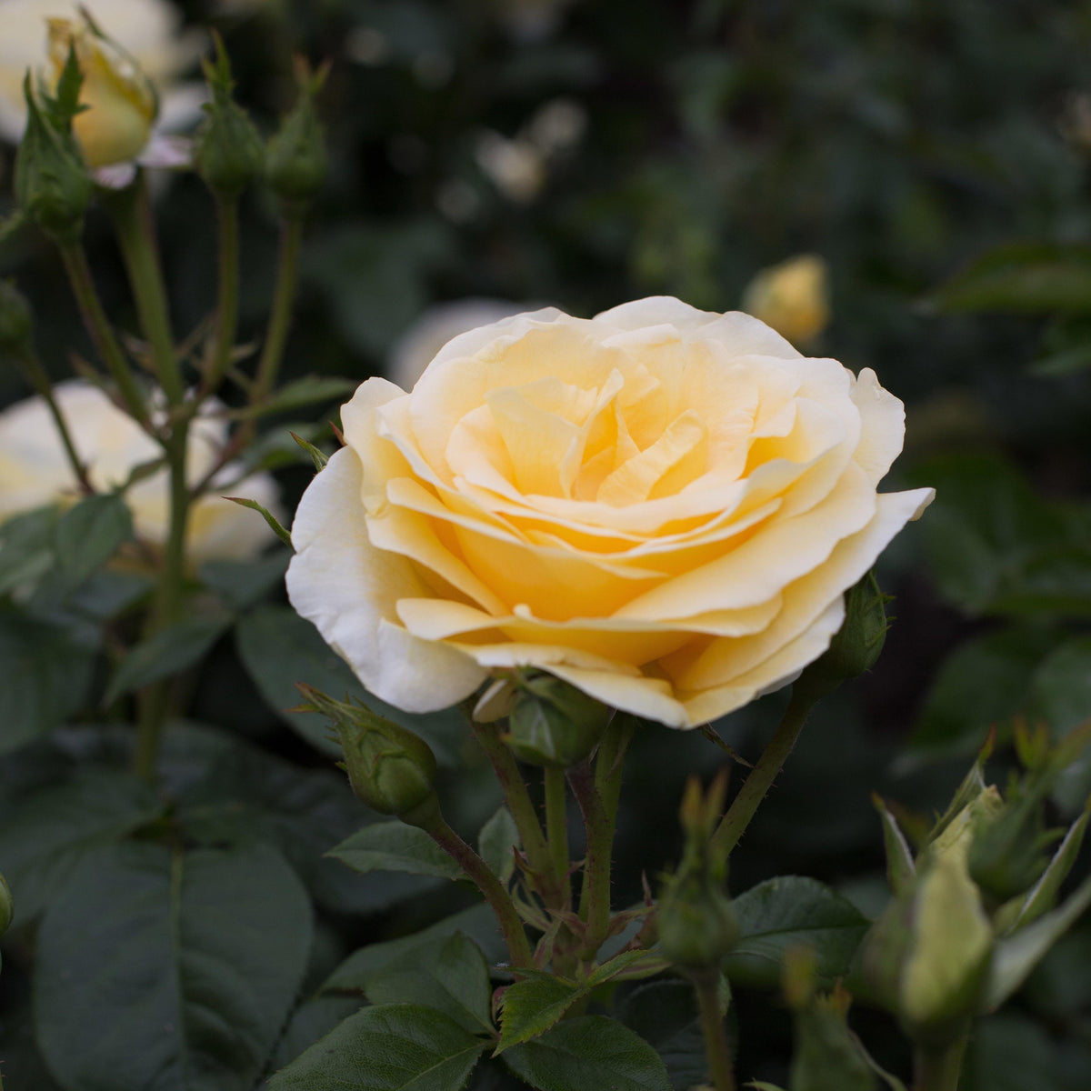 Sunshine Daydream™ Rose