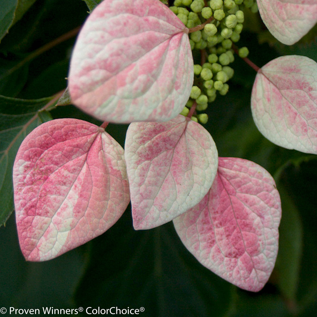 Rose Sensation™ False Hydrangea-Vine