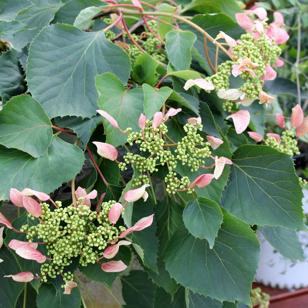 Rose Sensation™ False Hydrangea-Vine