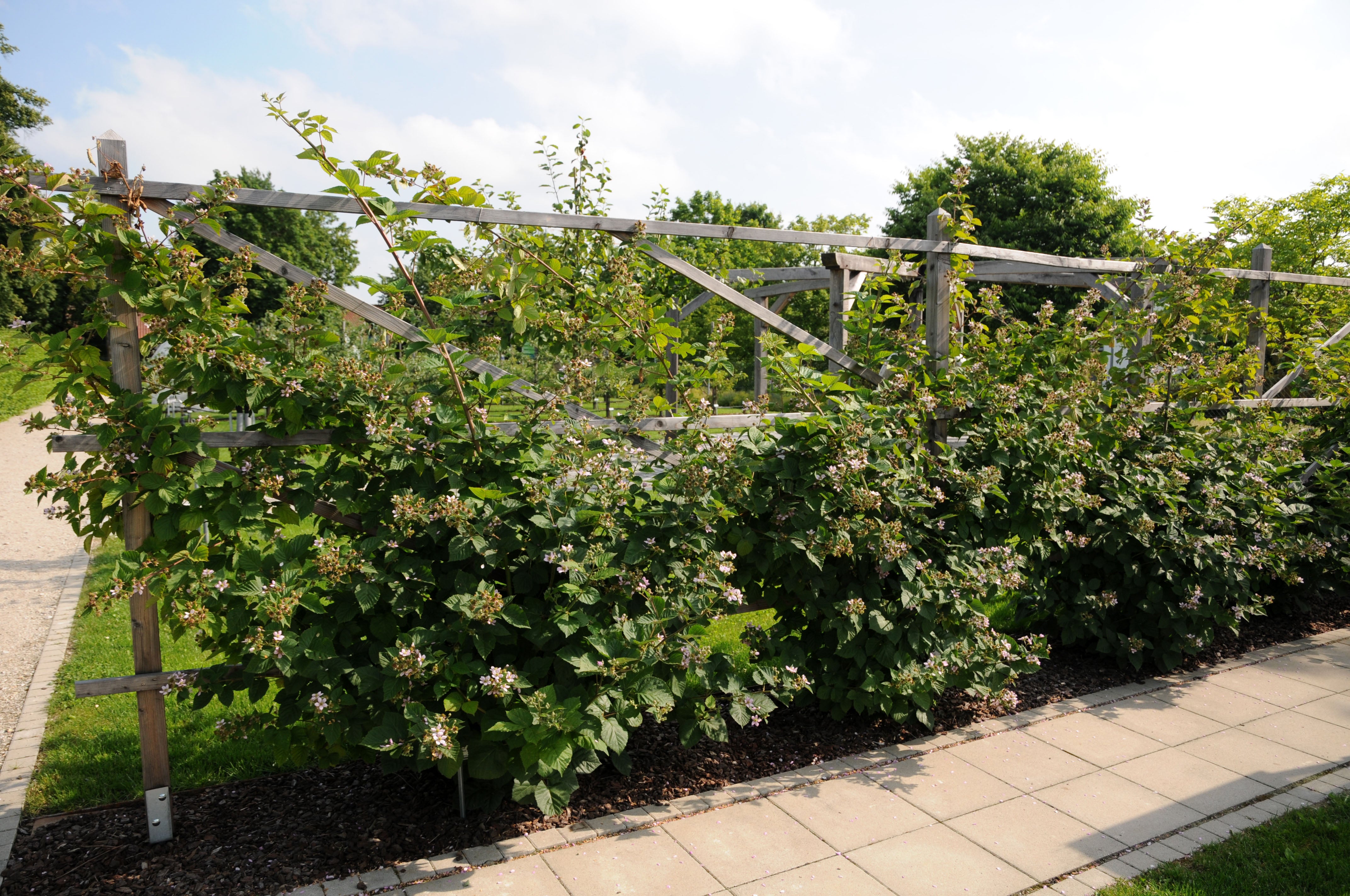 Black Satin Thornless Blackberry