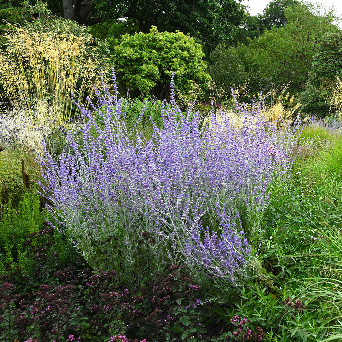 Russian Sage ‘Little Spire’