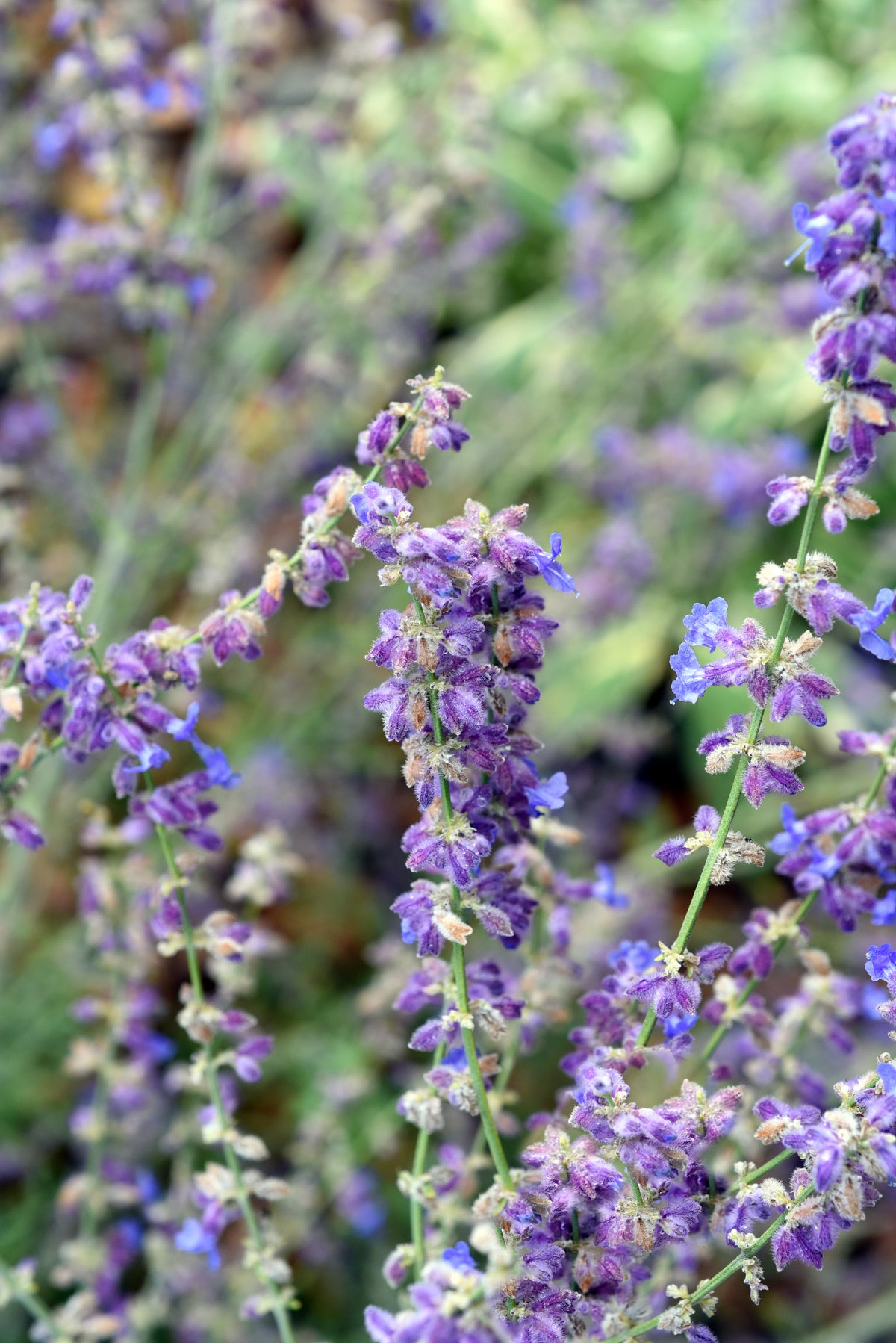 Russian Sage ‘Little Spire’