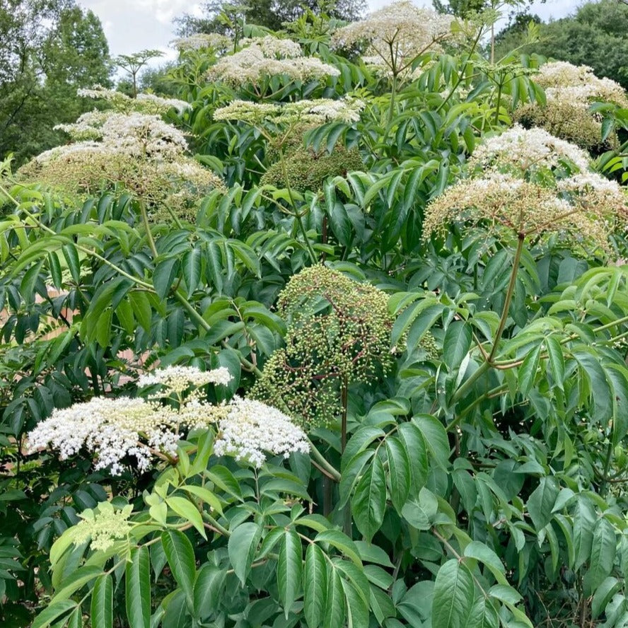 York Elderberry