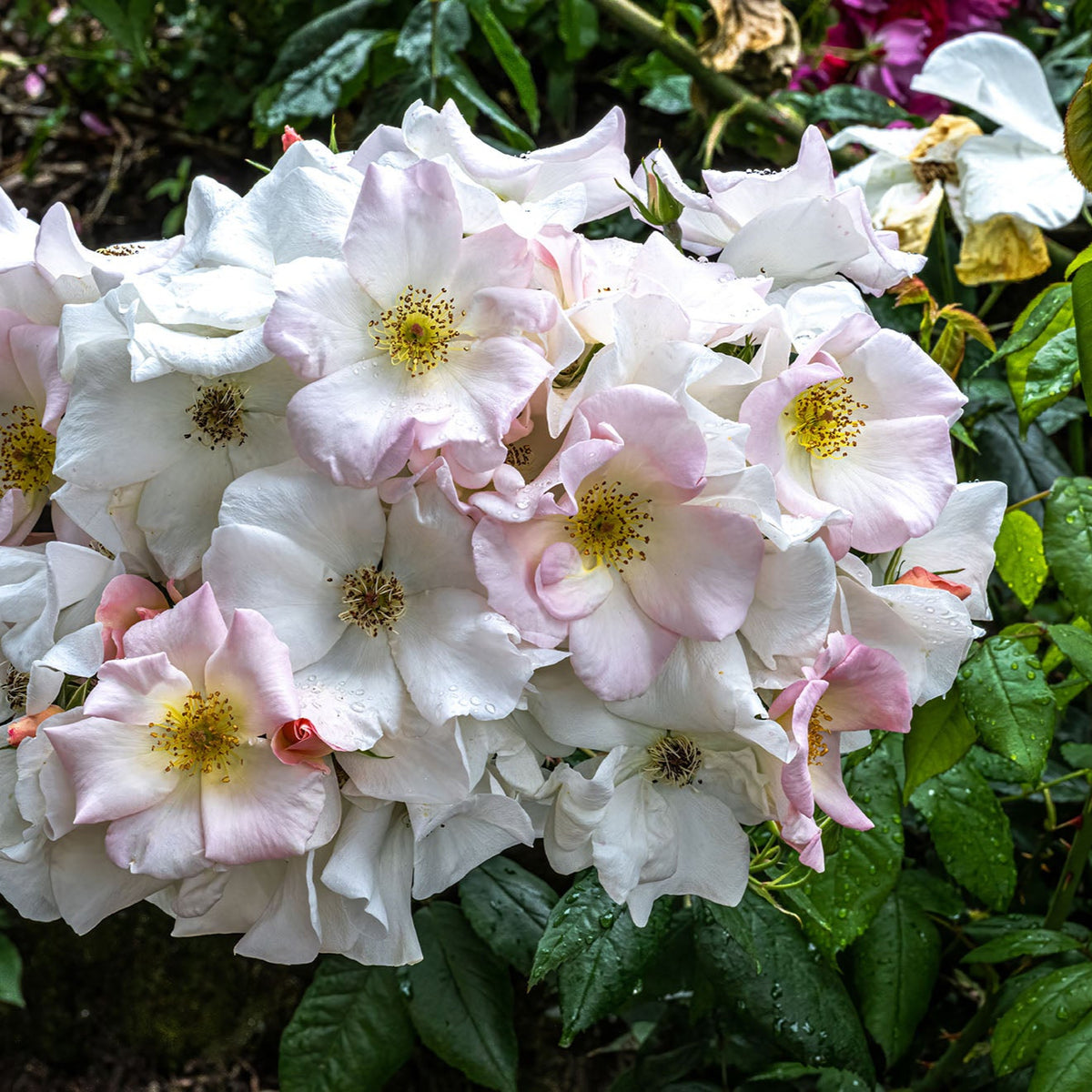 Sally Holmes Climbing Rose
