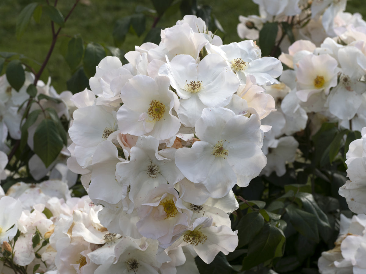 Sally Holmes Climbing Rose