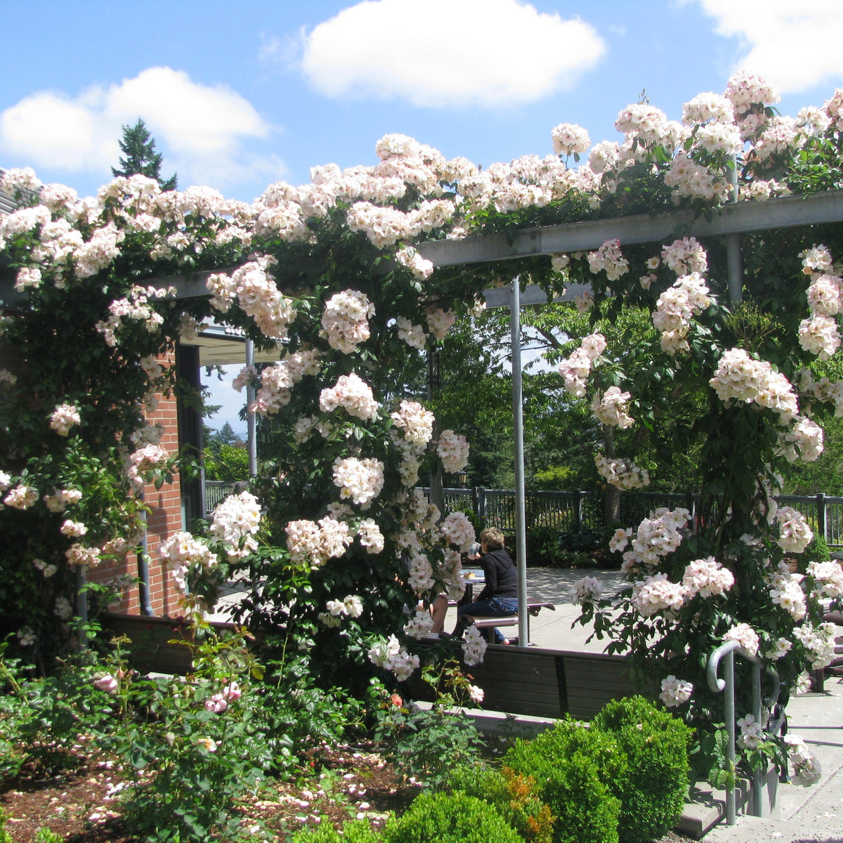 Sally Holmes Climbing Rose
