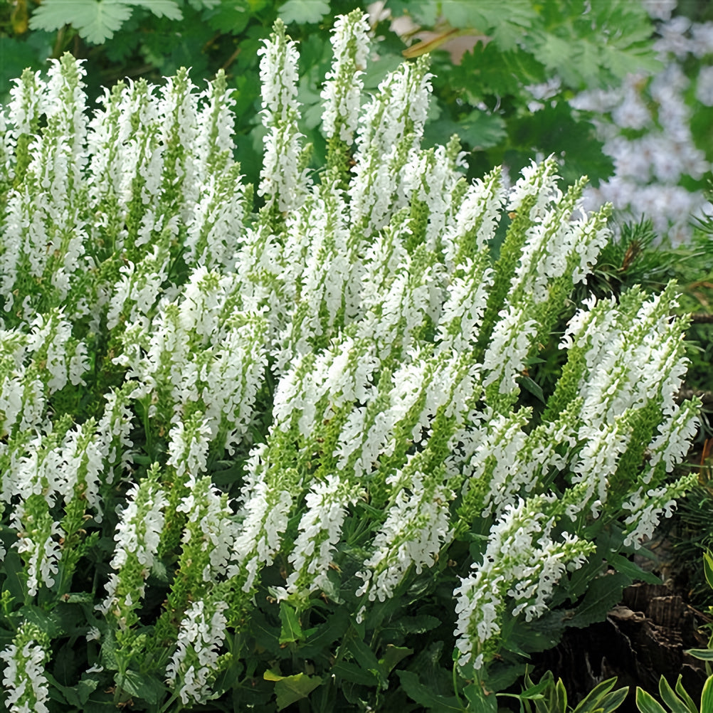 Salvia ‘Lyrical White’