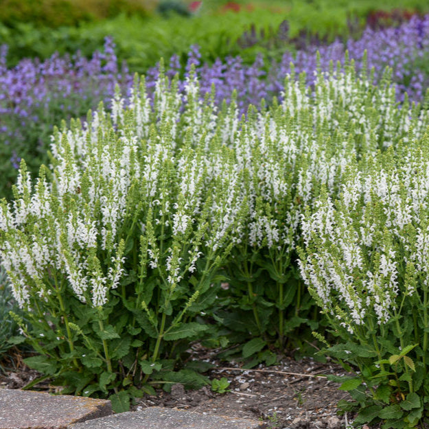 Salvia 'White Profusion'