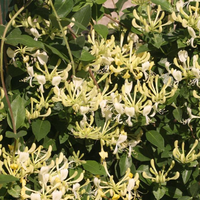 Scentsation&#39; Honeysuckle