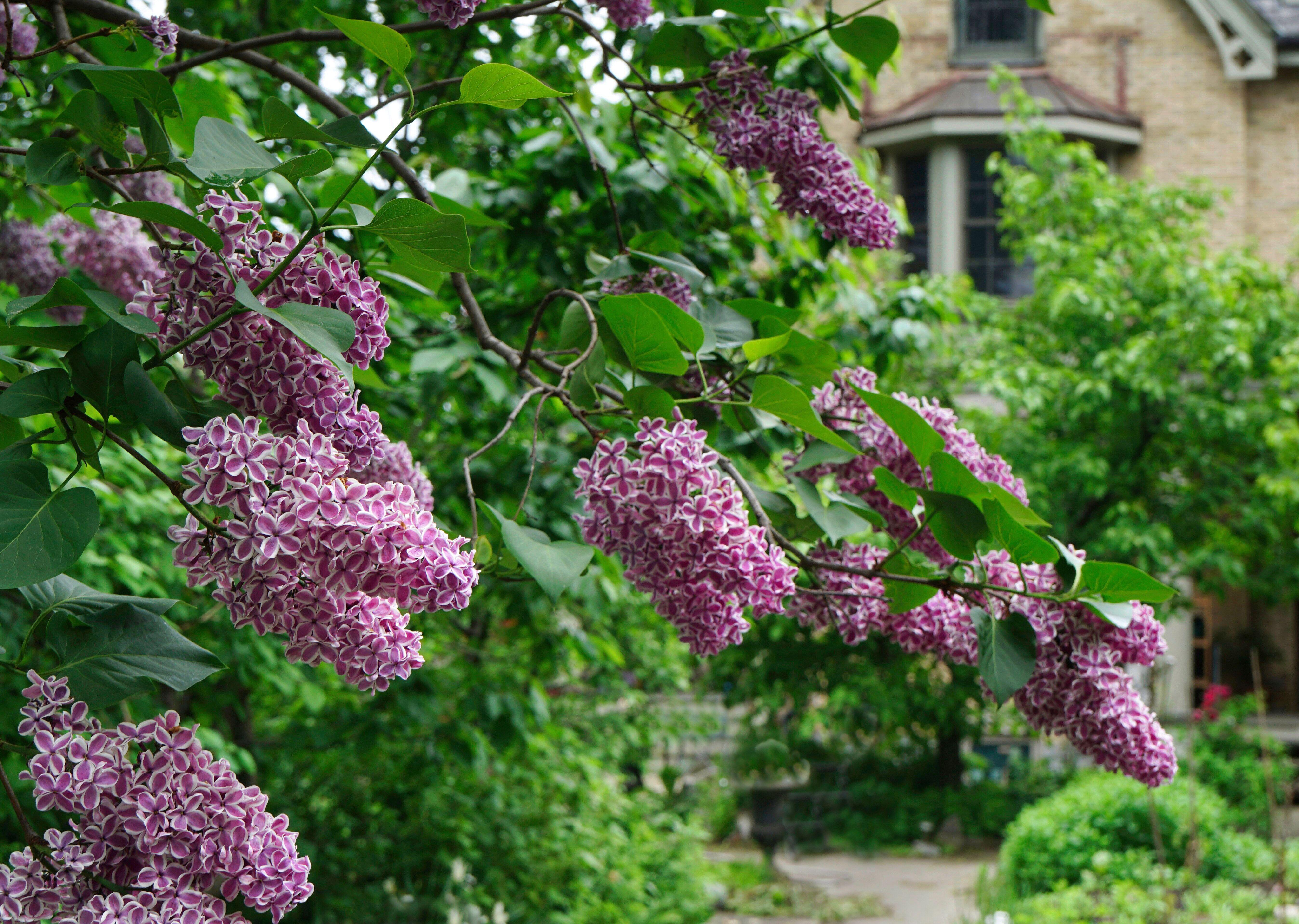lilac house plant Sensation French Lilac