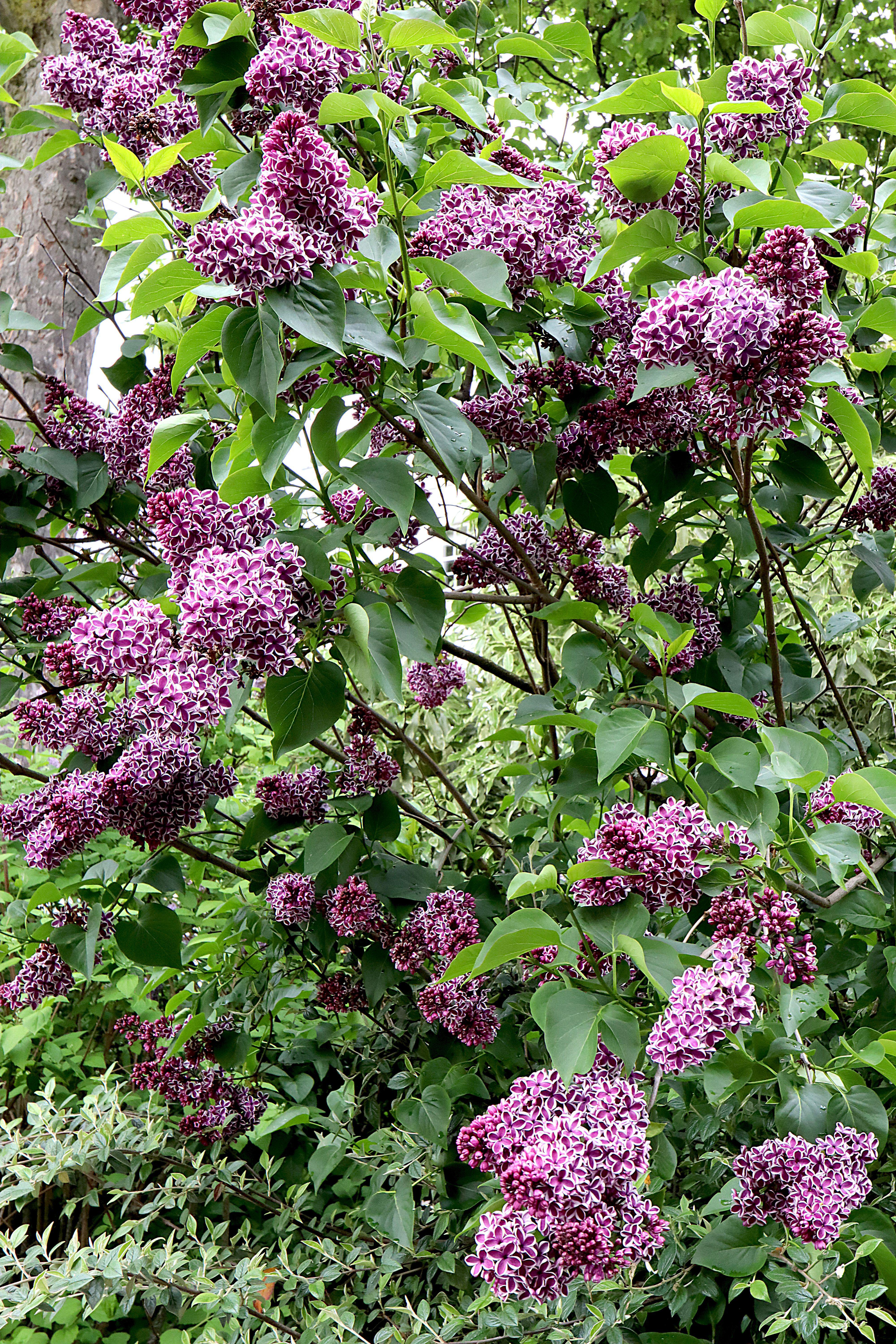 Sensation French Lilac