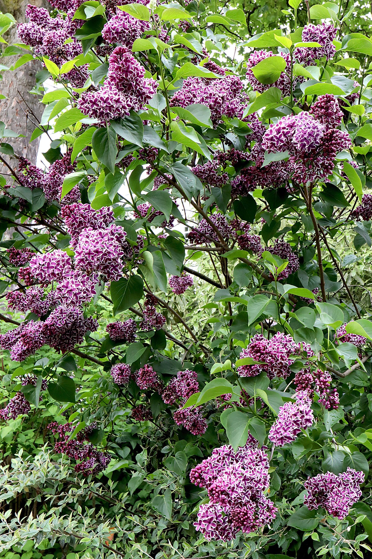 Sensation French Lilac