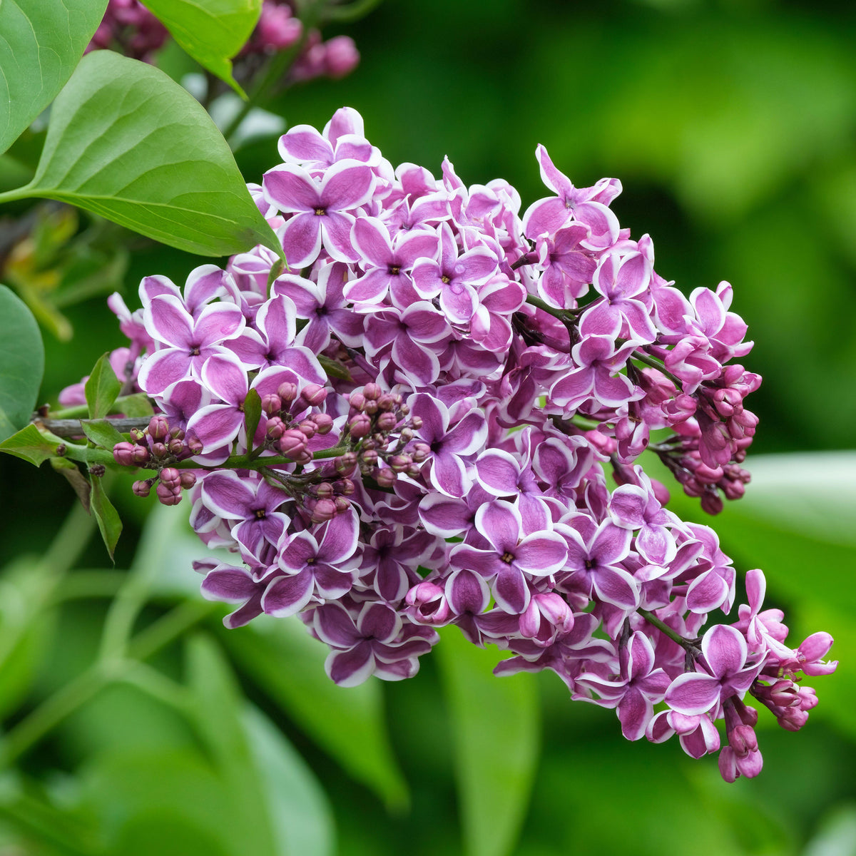 Sensation French Lilac