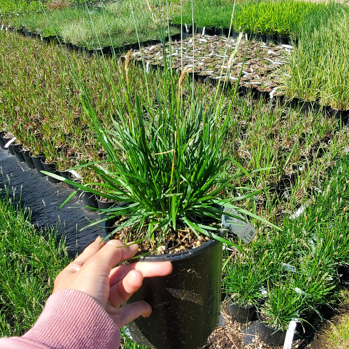 Sesleria ‘Green Lee’