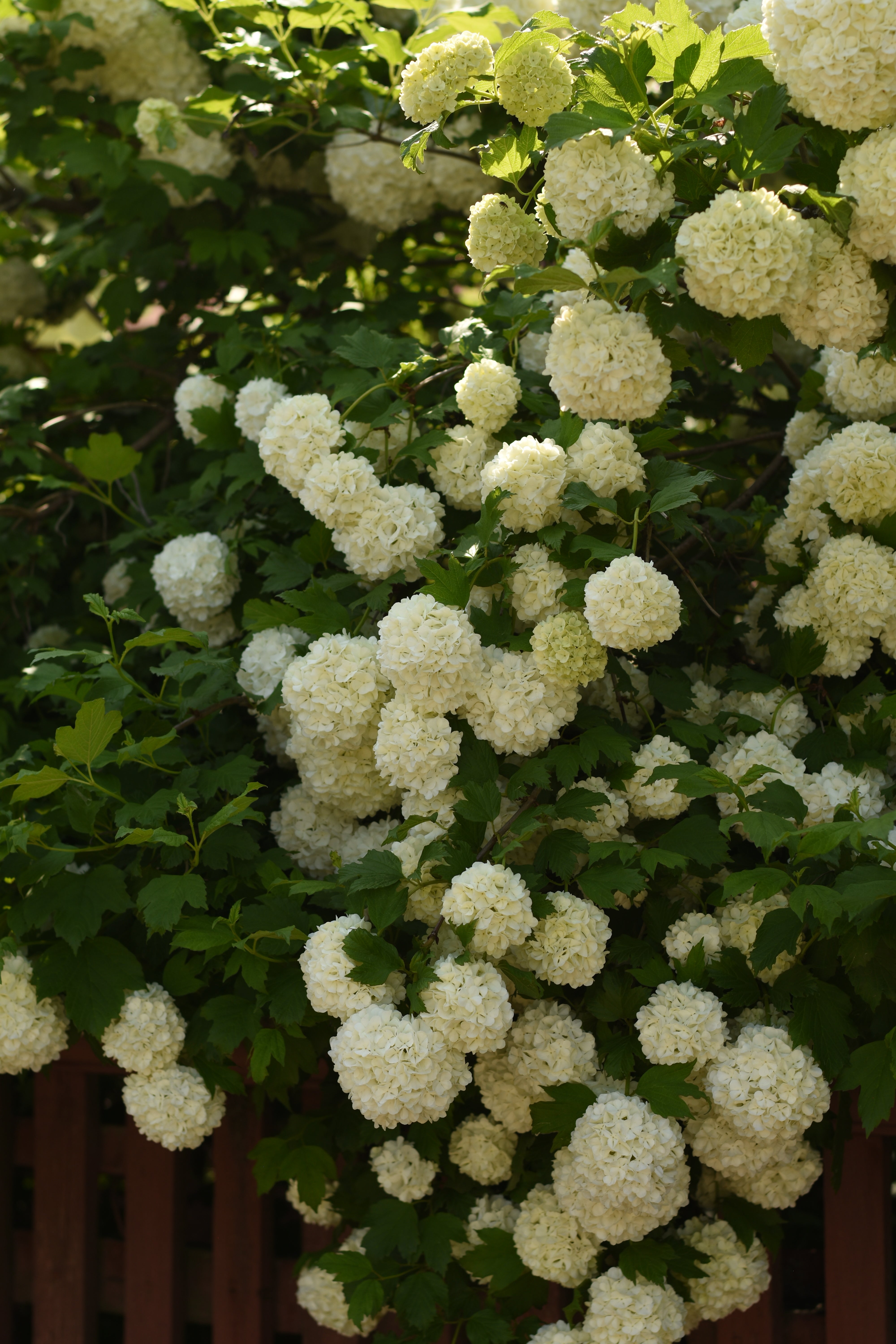Snowball Bush Viburnum