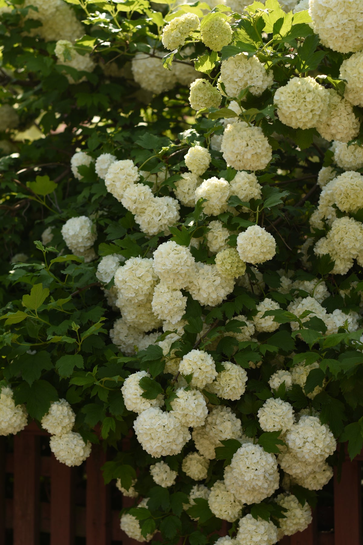 Snowball Bush Viburnum