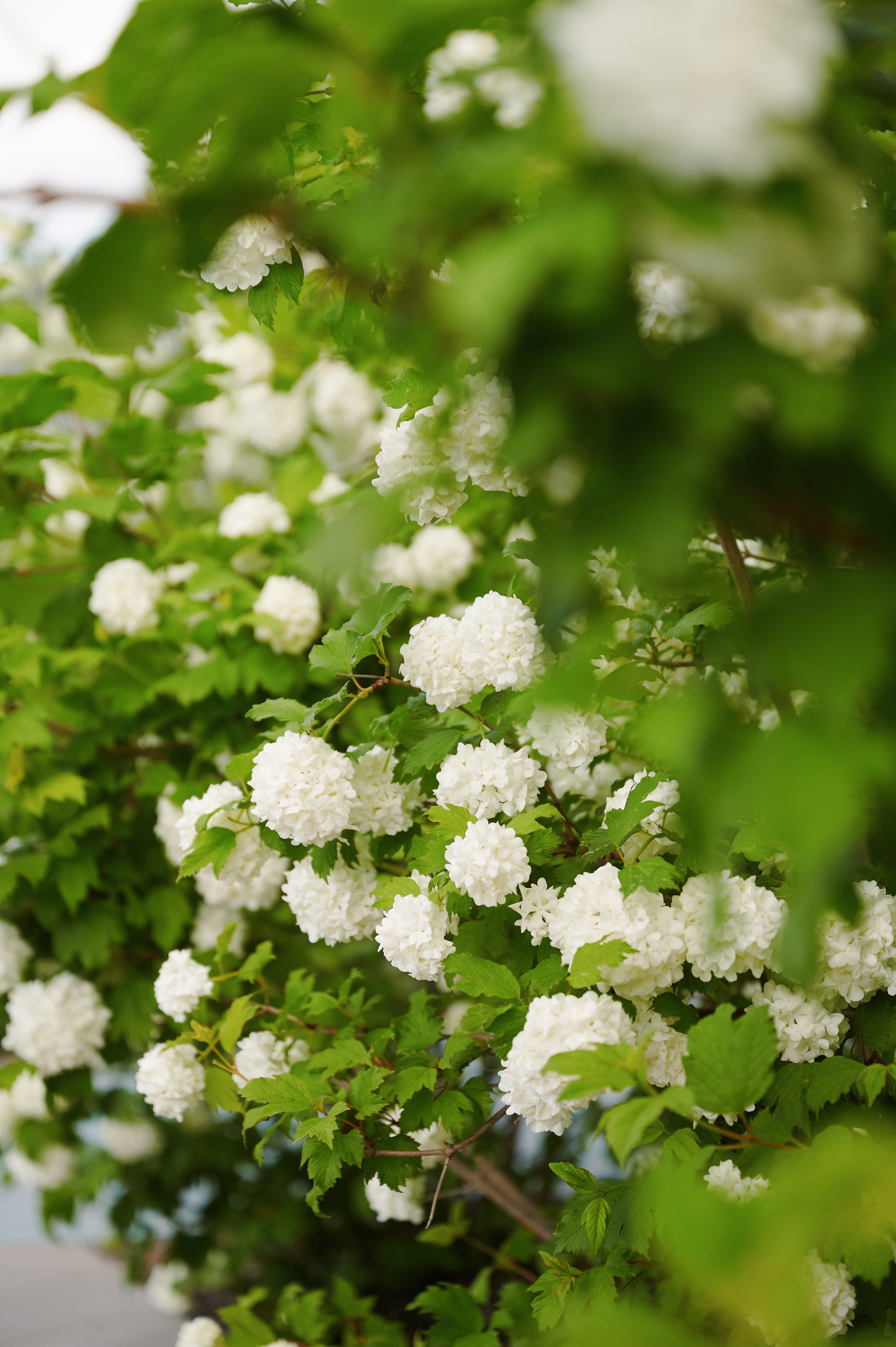Snowball Bush Viburnum