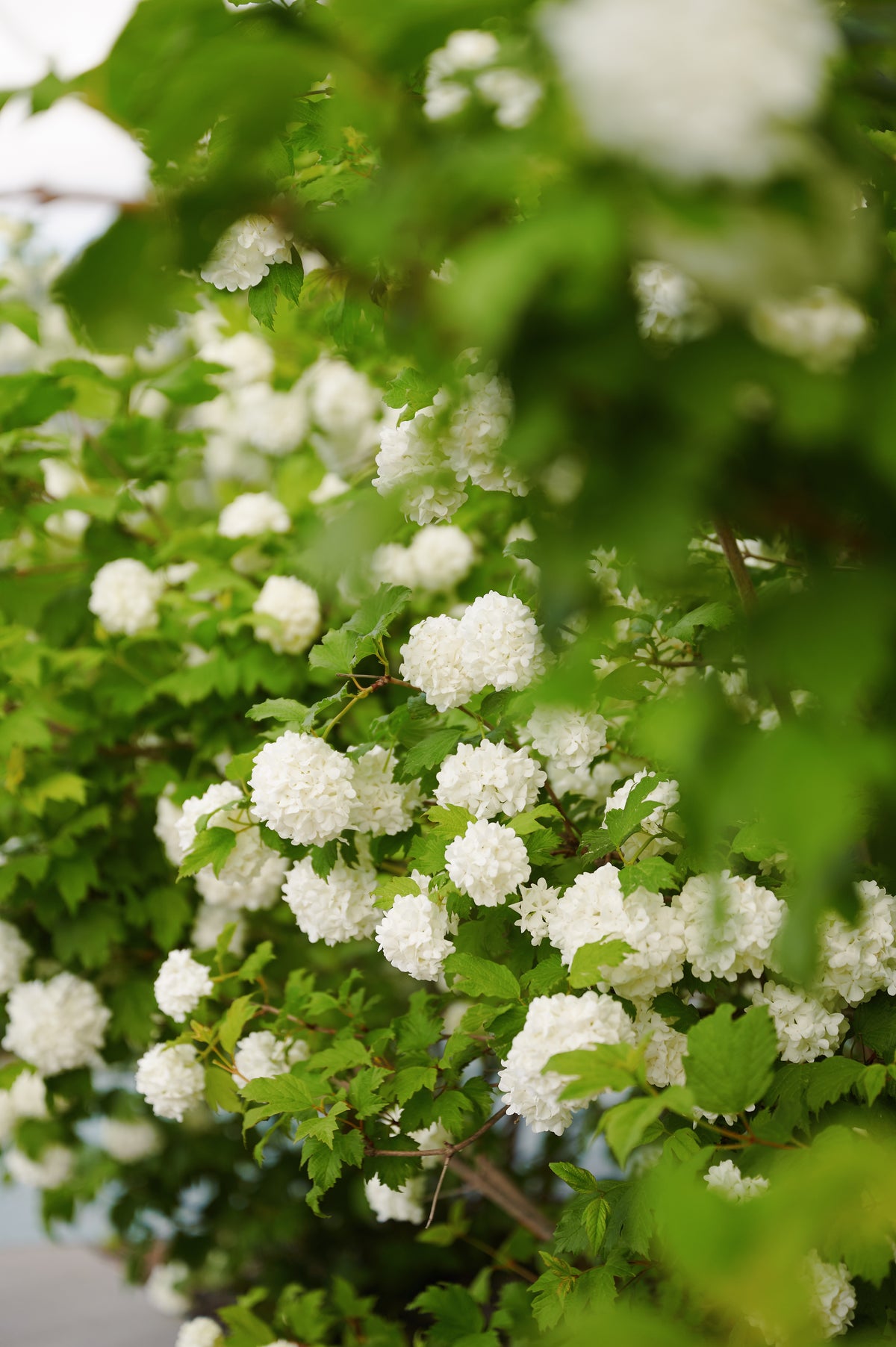 Snowball Bush Viburnum