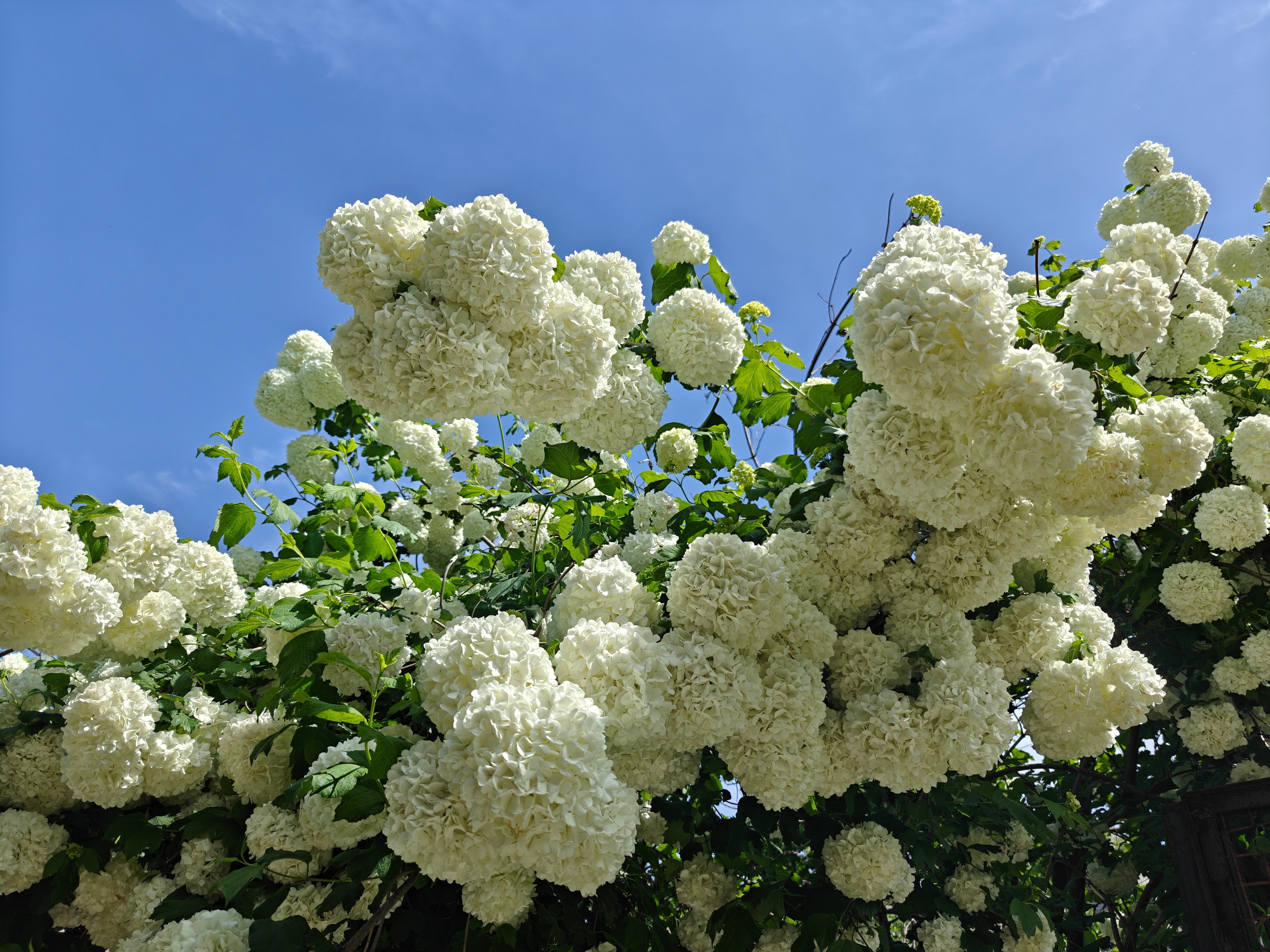 Snowball Bush Viburnum
