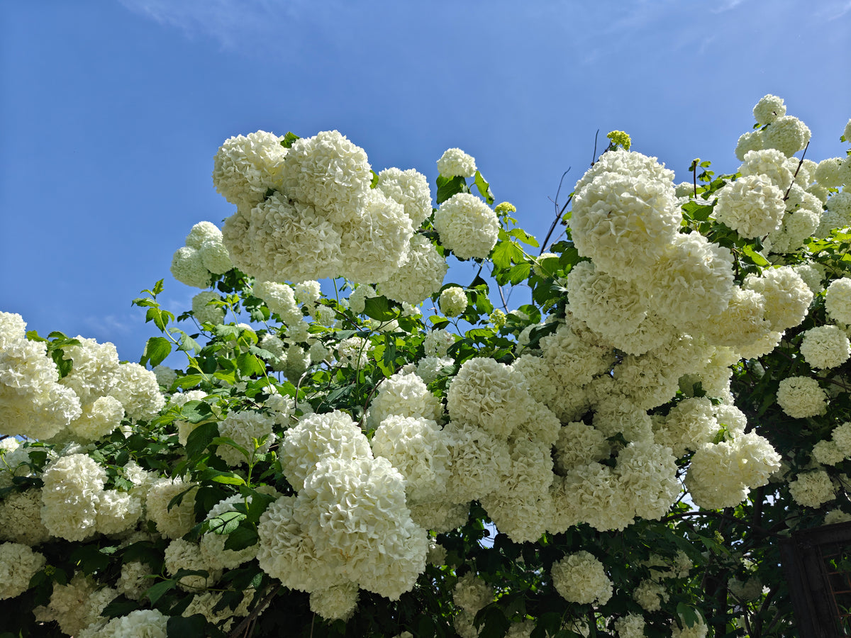 Snowball Bush Viburnum