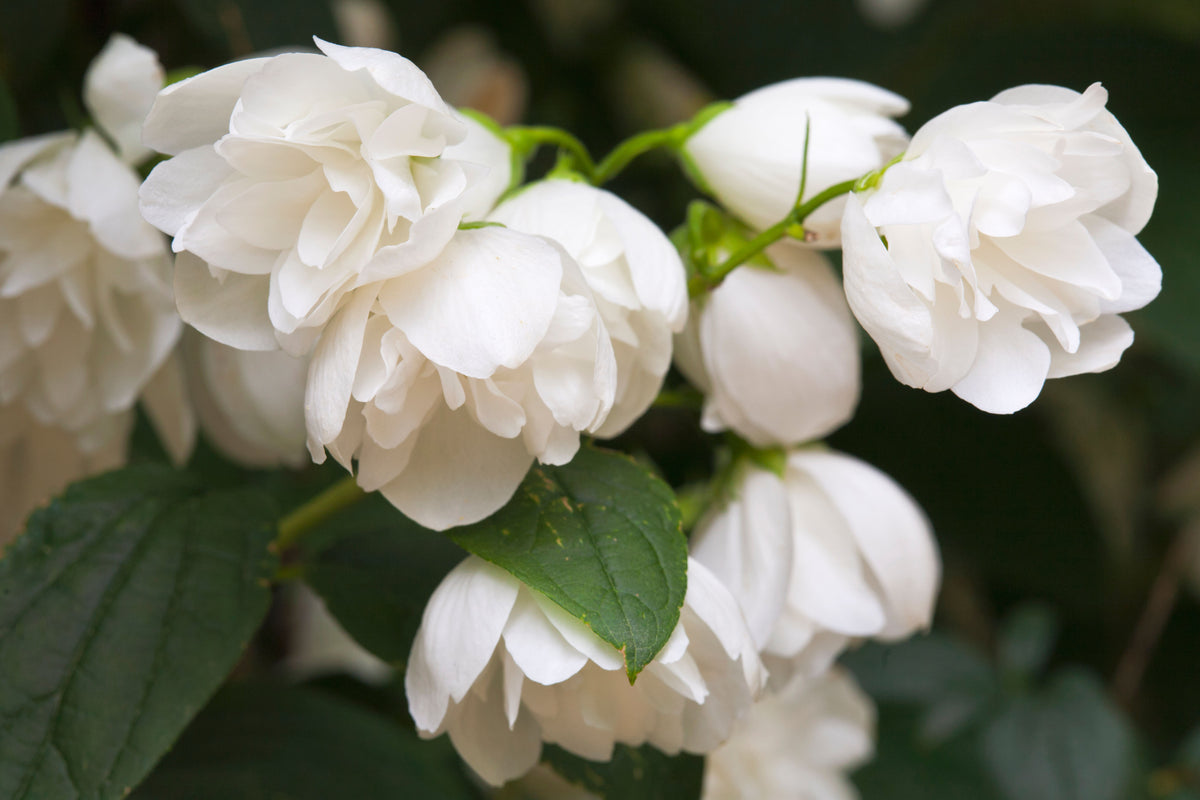 ‘Snowbelle’ Mock Orange