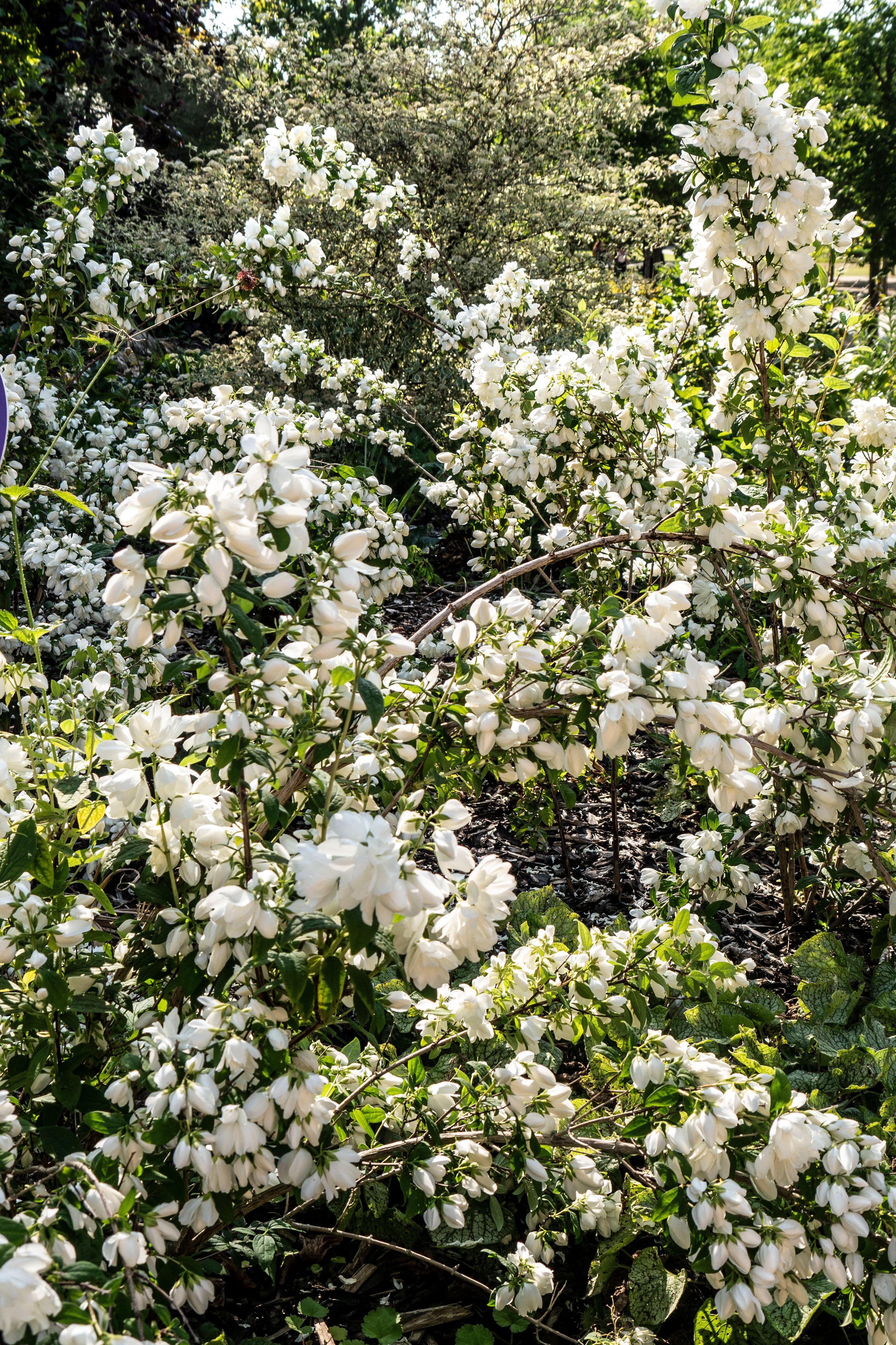 ‘Snowbelle’ Mock Orange