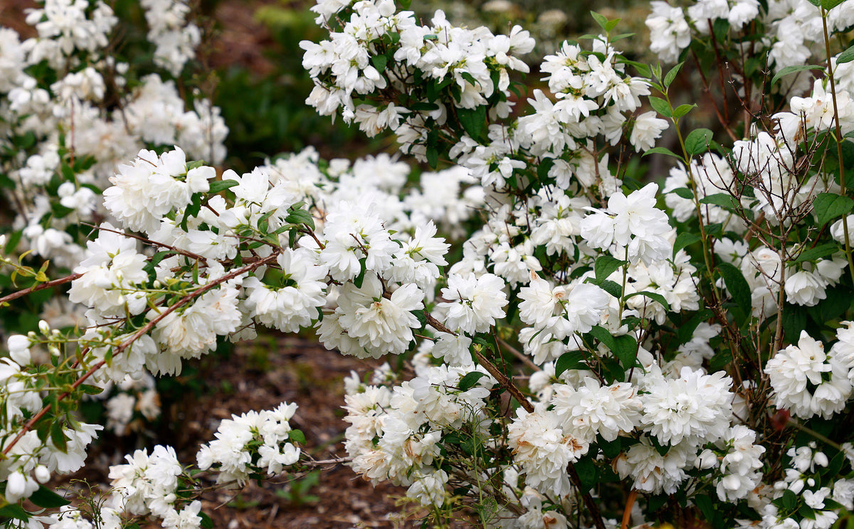 ‘Snowbelle’ Mock Orange