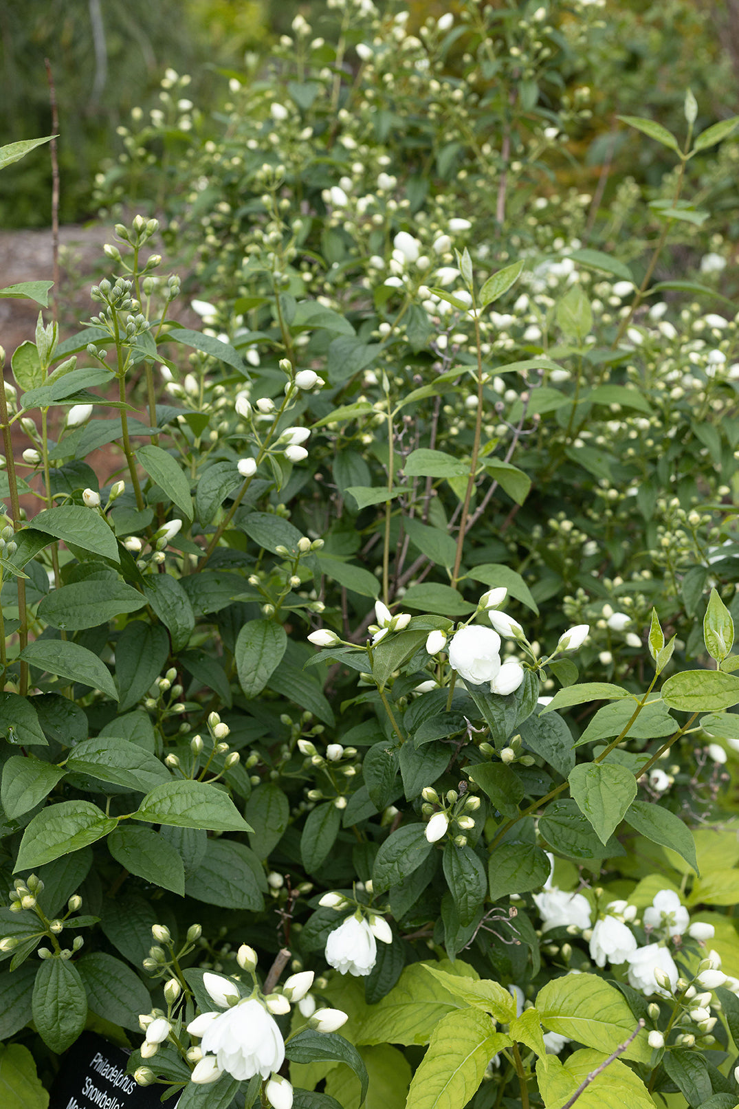 ‘Snowbelle’ Mock Orange