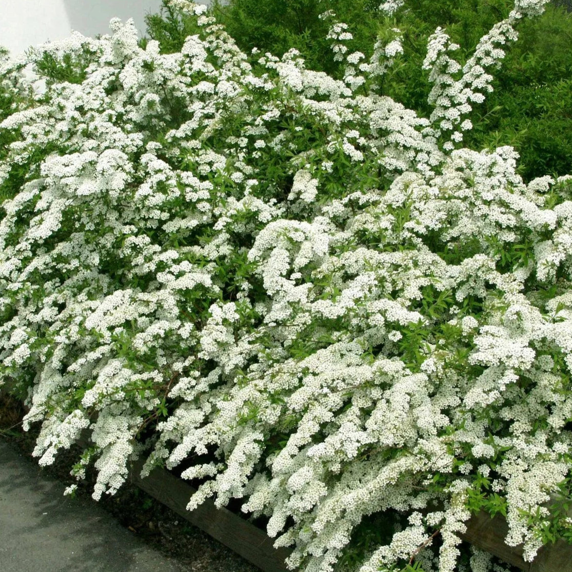 Spirea 'June Bride'