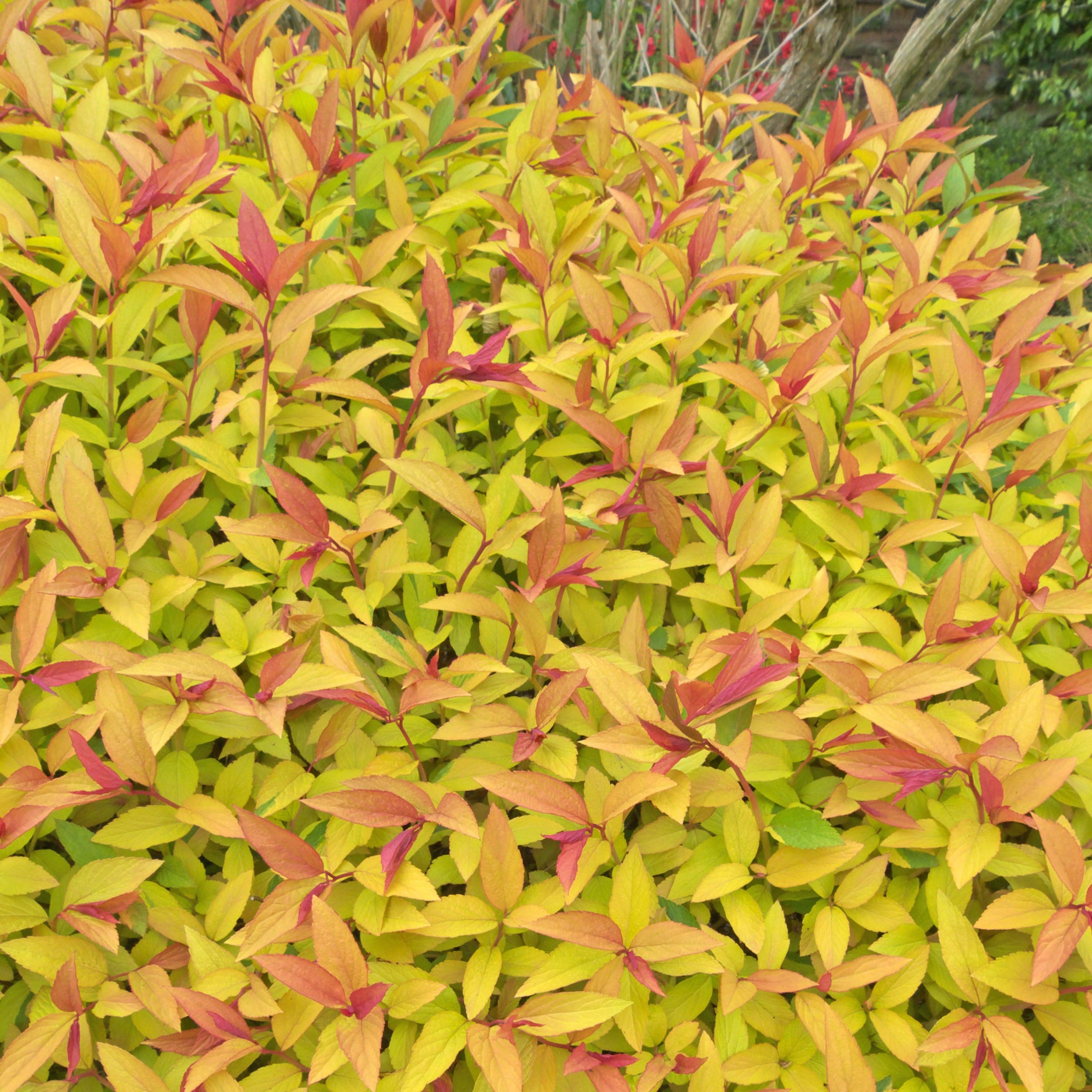Spirea Gold Flame
