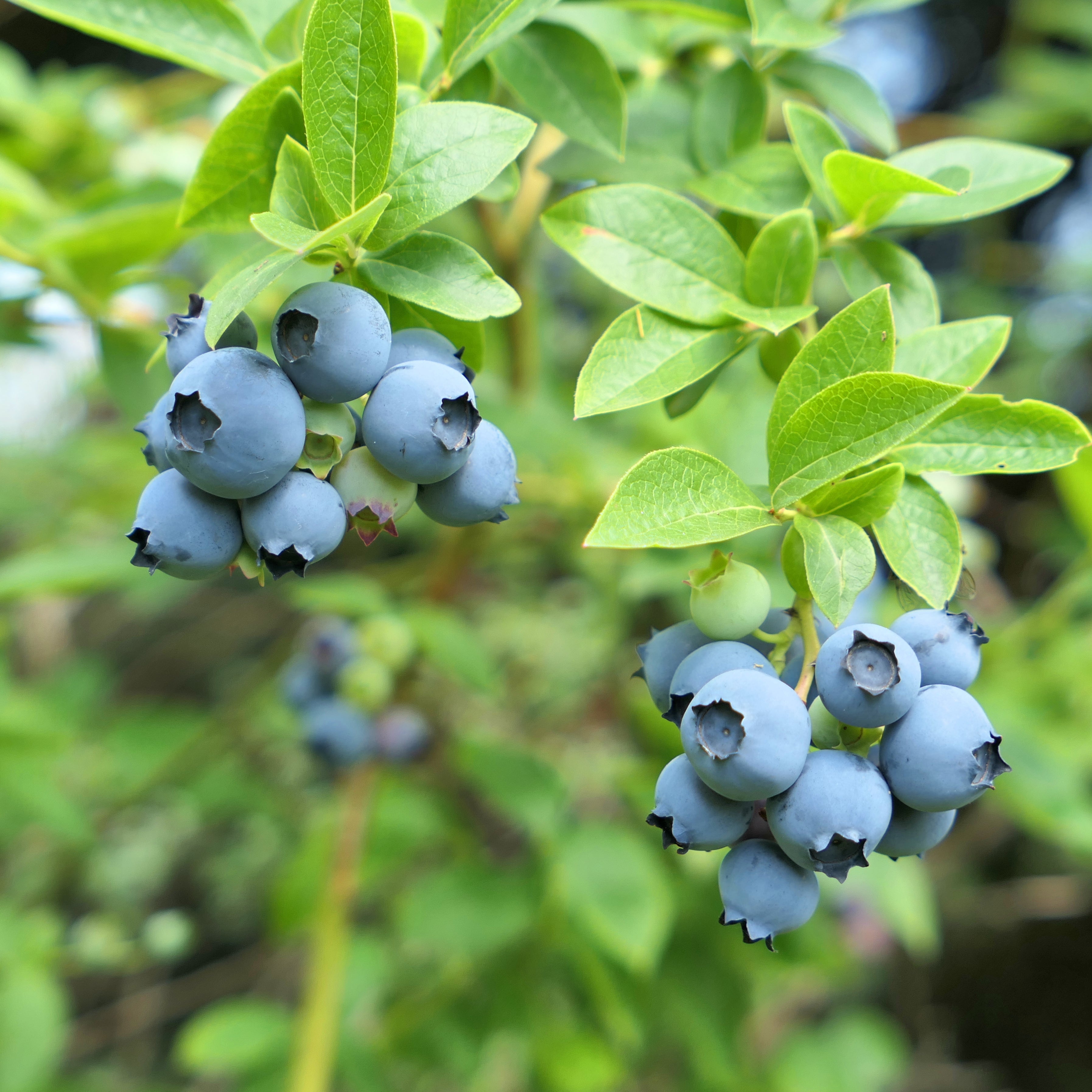 Sweetheart Blueberry