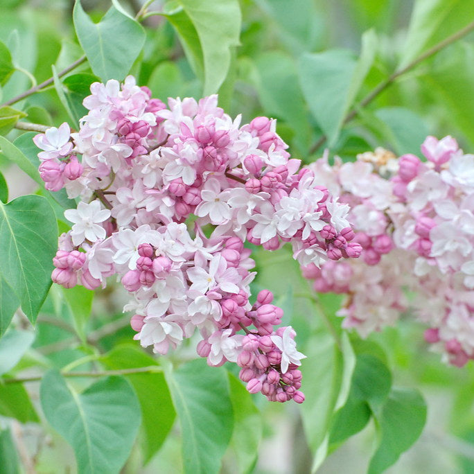 Sweetheart Lilac