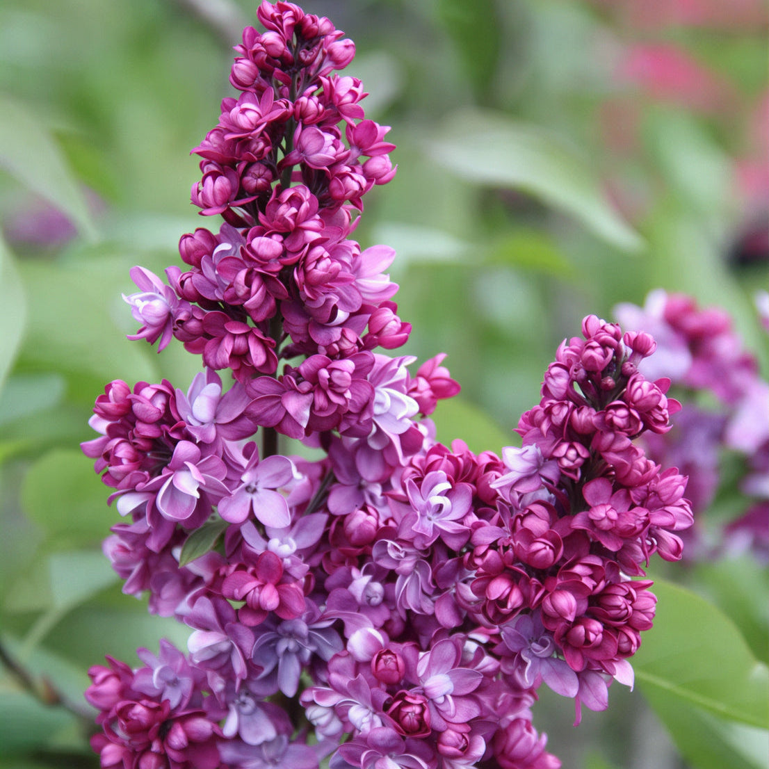 Adelaide Dunbar Lilac