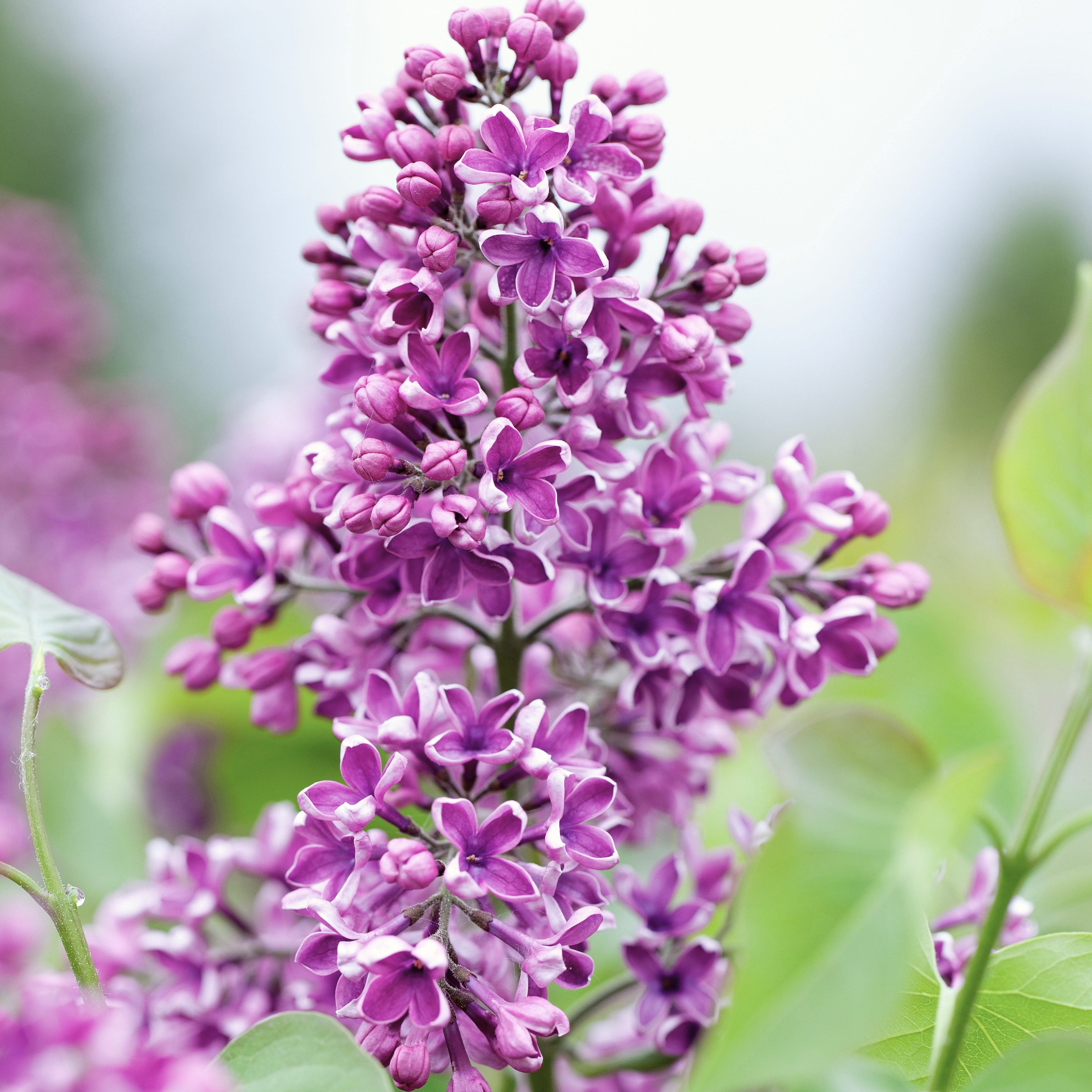 Albert F. Holden Lilac