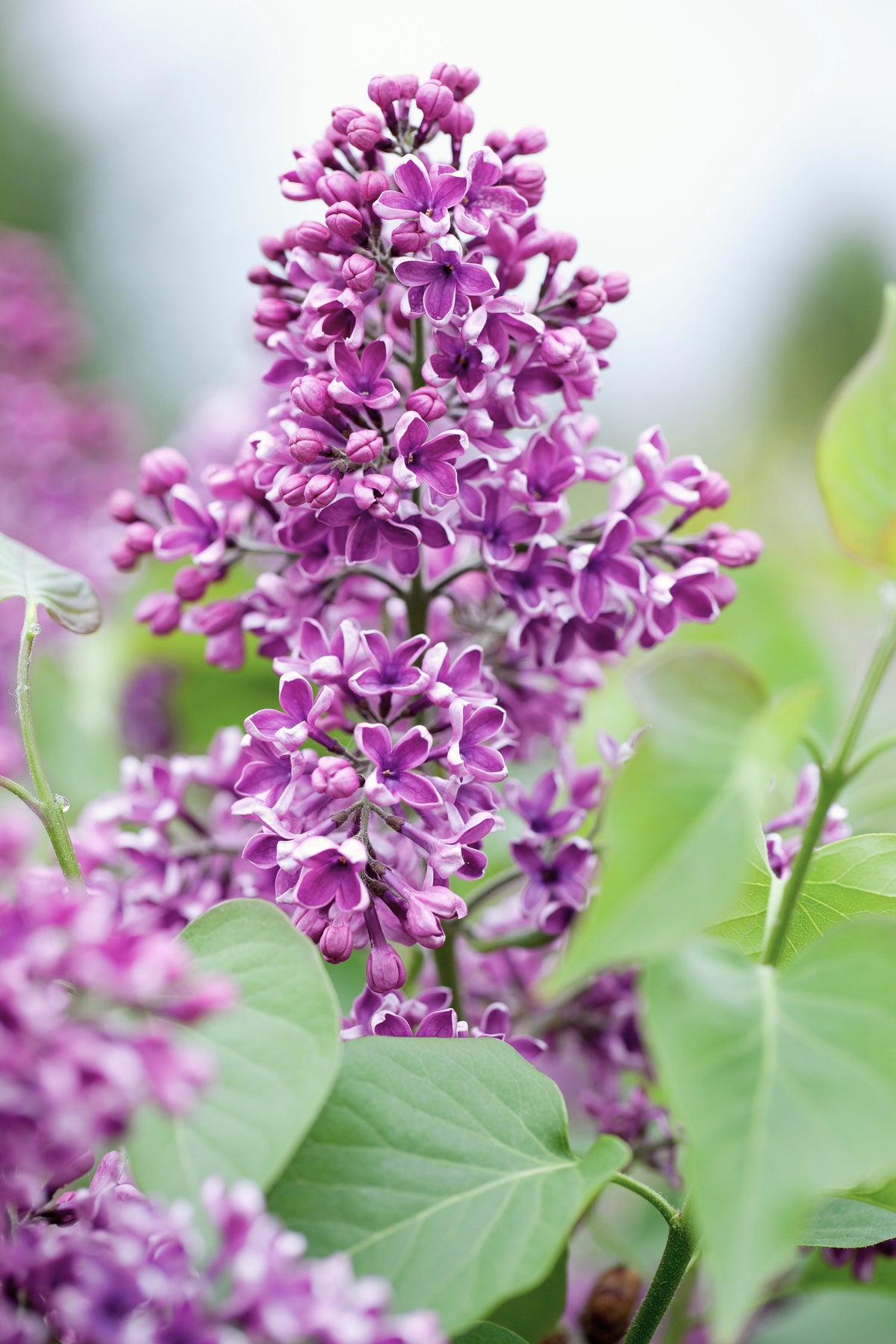 Albert F. Holden Lilac