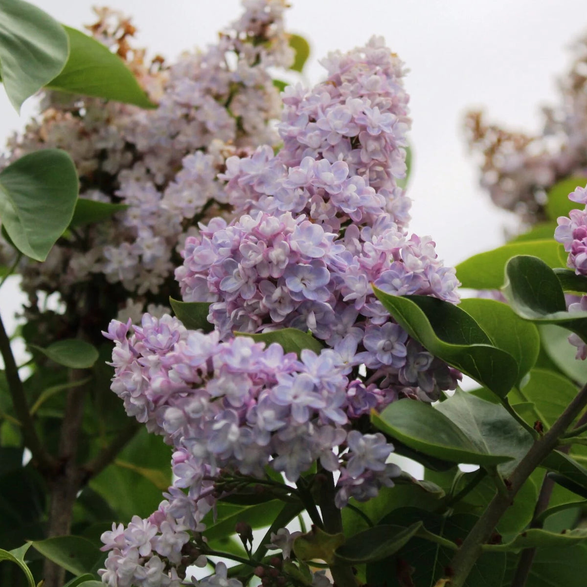 Belle de Nancy Lilac