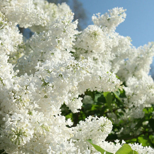 Bridal Memories French Lilac