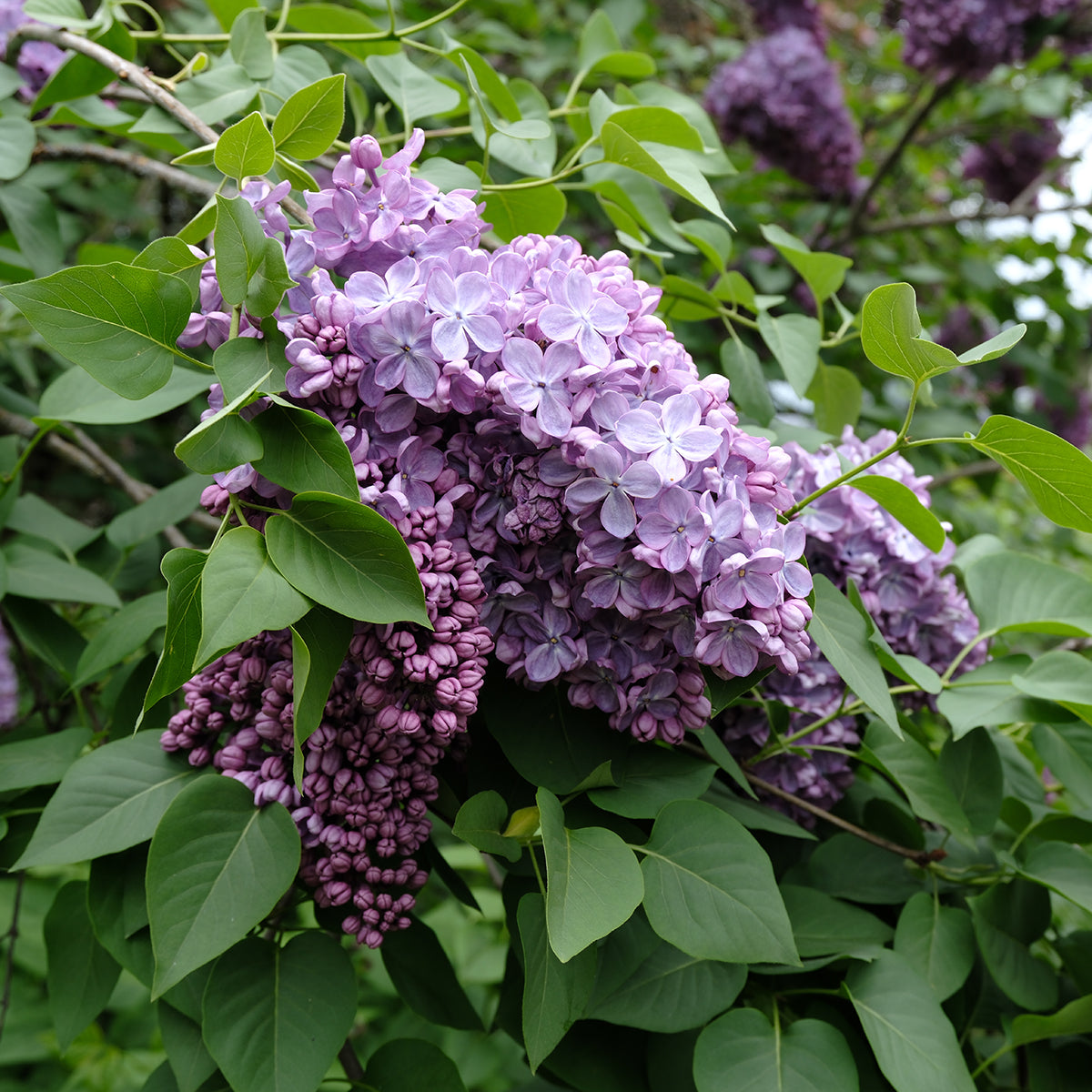 Glory Lilac