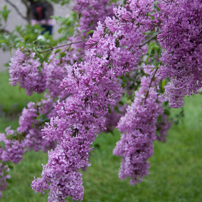 Lilac Sunday