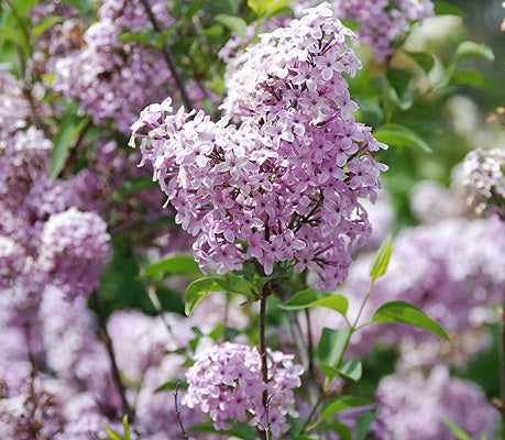 Lilac Sunday