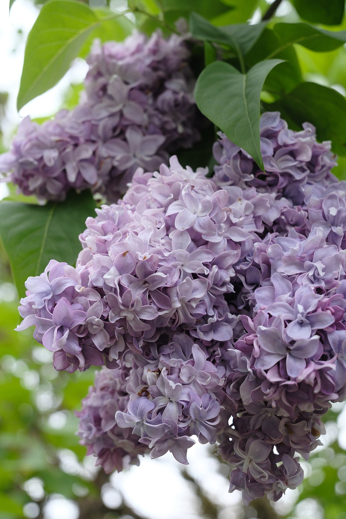 Nadezhda Lilac