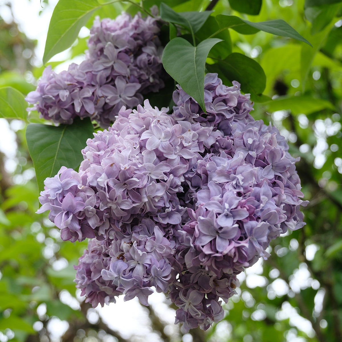 Nadezhda Lilac