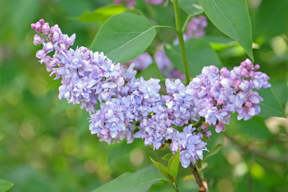 President Grevy Lilac