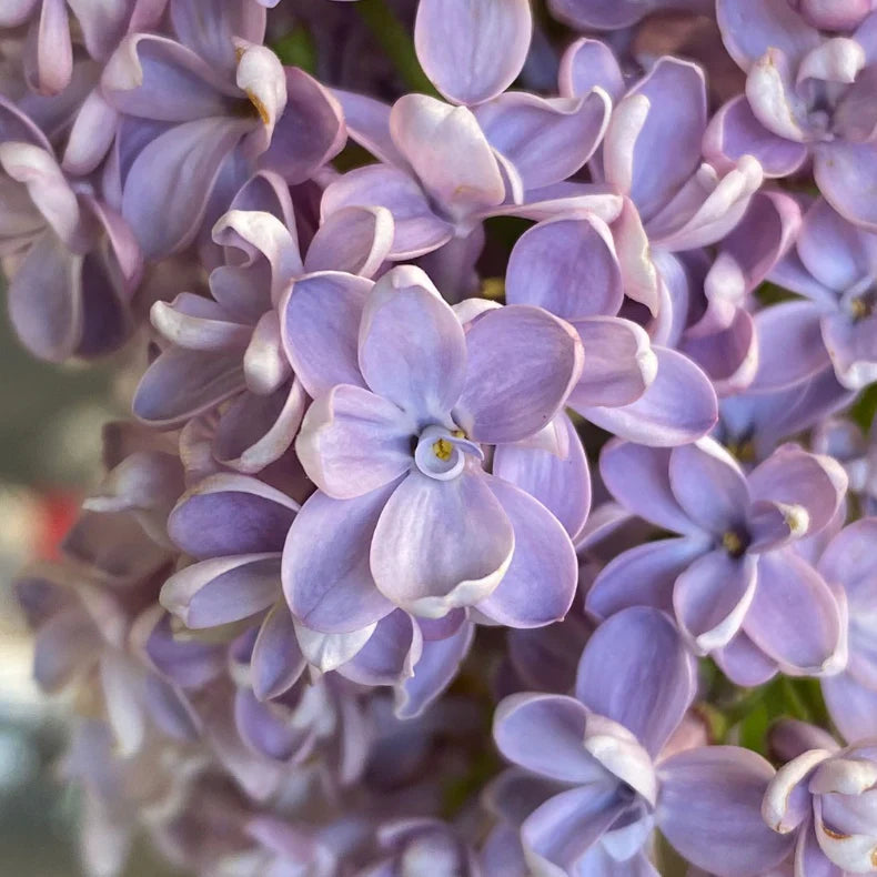 President Grevy Lilac